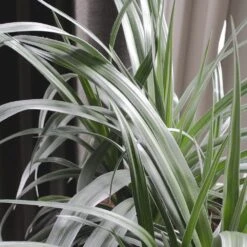 Astelia 'Silver Shadow' (PBR) -Herbalife Shop pl2000005905 card2 lg