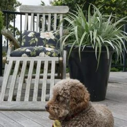 Astelia 'Silver Shadow' (PBR) -Herbalife Shop pl2000005905 card4 lg