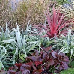 Astelia 'Silver Shadow' (PBR) -Herbalife Shop pl2000005905 card5 lg