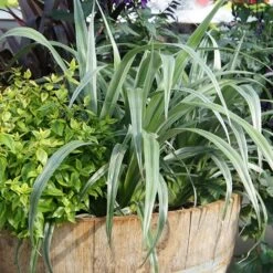 Astelia 'Silver Shadow' (PBR) -Herbalife Shop pl2000005905 card6 lg