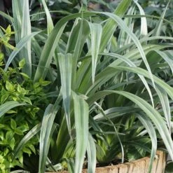 Astelia 'Silver Shadow' (PBR) -Herbalife Shop pl2000005905 card7 lg