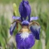 Iris 'Flight Of Butterflies' -Herbalife Shop pl2000005932