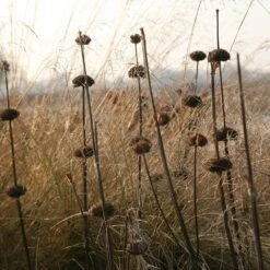 Phlomis Russeliana -Herbalife Shop pl2000005933 card3 lg