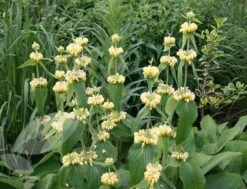 Phlomis Russeliana -Herbalife Shop pl2000005933 card6 lg