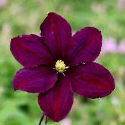 Clematis 'Warszawska Nike' -Herbalife Shop pl2000006222 card2 lg