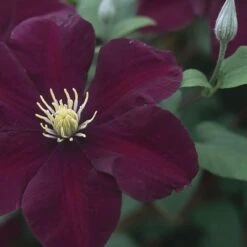 Clematis 'Warszawska Nike' -Herbalife Shop pl2000006222 card3 lg