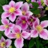 Clematis 'Piilu' 2 Clematis 'Piilu' -Herbalife Shop pl2000006229
