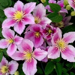 Clematis 'Piilu'