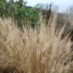 Calamagrostis Brachytricha -Herbalife Shop pl2000006788 card3 lg