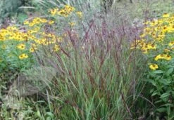 Panicum Virgatum 'Shenandoah' 7 Panicum Virgatum 'Shenandoah' -Herbalife Shop pl2000007020 card2 lg