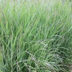 Panicum Virgatum 'Shenandoah' 8 Panicum Virgatum 'Shenandoah' -Herbalife Shop pl2000007020 card3 lg