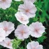 Geranium Sanguineum Var. Striatum -Herbalife Shop pl2000007127