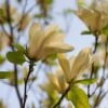 Magnolia Denudata Yellow River ('Fei Huang') 2 Magnolia Denudata Yellow River ('Fei Huang') -Herbalife Shop pl2000007241