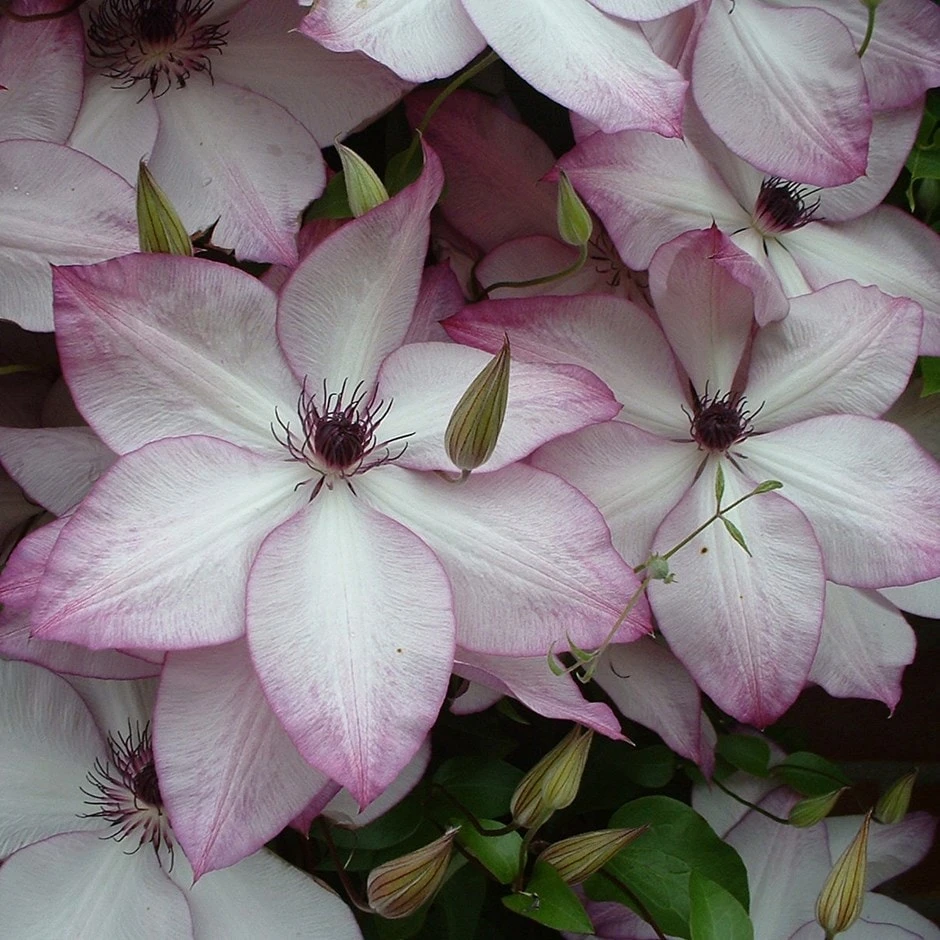 Clematis 'Fond Memories' 3 Clematis 'Fond Memories'