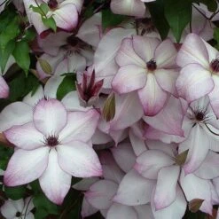 Clematis 'Fond Memories' 6 Clematis 'Fond Memories' -Herbalife Shop pl2000007859 card2 lg