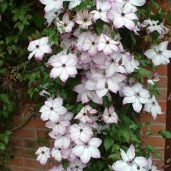 Clematis 'Fond Memories' 7 Clematis 'Fond Memories' -Herbalife Shop pl2000007859 card3 lg