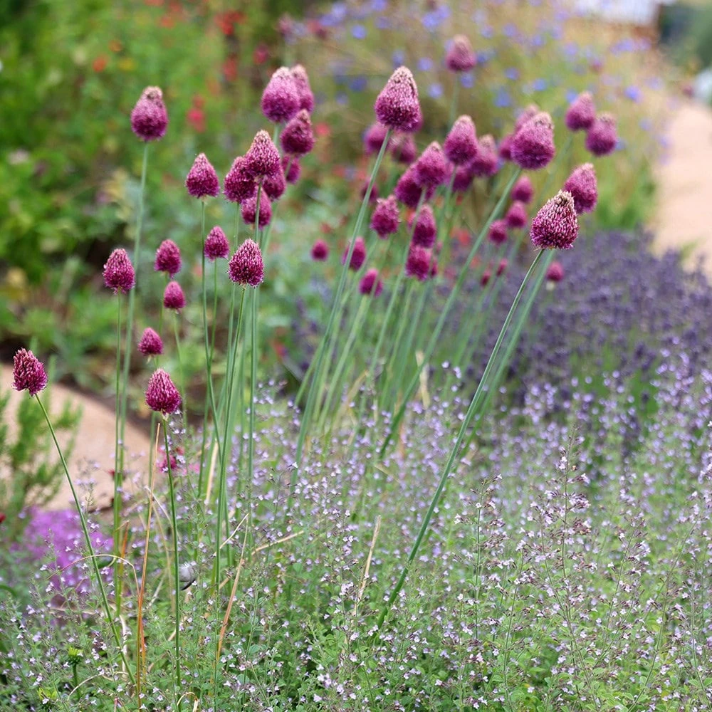 Allium Sphaerocephalon 4 Allium Sphaerocephalon - Image 2