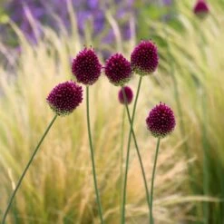 Allium Sphaerocephalon 9 Allium Sphaerocephalon -Herbalife Shop pl2000008214 card3 lg