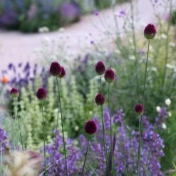 Allium Sphaerocephalon 10 Allium Sphaerocephalon -Herbalife Shop pl2000008214 card4 lg