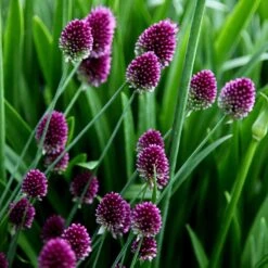 Allium Sphaerocephalon 11 Allium Sphaerocephalon -Herbalife Shop pl2000008214 card5 lg