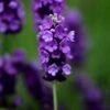 Lavandula Angustifolia 'Imperial Gem' -Herbalife Shop pl2000008657
