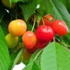 Cherry 'Merton Glory' 2 Cherry 'Merton Glory' -Herbalife Shop pl2000008727