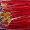 Rhubarb 'Raspberry Red' -Herbalife Shop pl2000008917