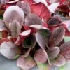 Bergenia 'Overture' 1 Bergenia 'Overture' -Herbalife Shop pl2000009796