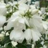 Philadelphus 'Snowbelle' -Herbalife Shop pl2000009901