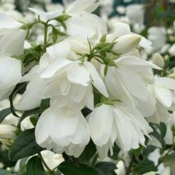 Philadelphus 'Snowbelle'