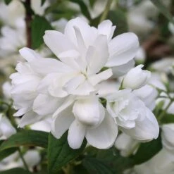Philadelphus 'Snowbelle' -Herbalife Shop pl2000009901 card3 lg