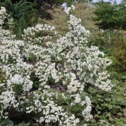 Philadelphus 'Snowbelle' -Herbalife Shop pl2000009901 card4 lg
