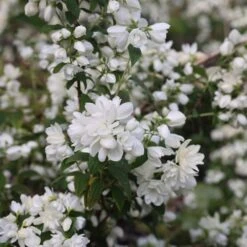 Philadelphus 'Snowbelle' -Herbalife Shop pl2000009901 card5 lg