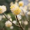 Edgeworthia Chrysantha -Herbalife Shop pl2000010208