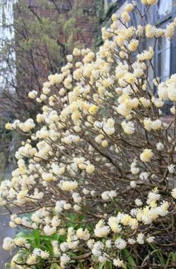 Edgeworthia Chrysantha -Herbalife Shop pl2000010208 card3 lg