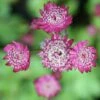 Astrantia Major 'Rubra' -Herbalife Shop pl2000010595