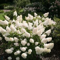 Hydrangea Paniculata Vanille Fraise ('Renhy') (PBR) -Herbalife Shop pl2000011165 card3 lg