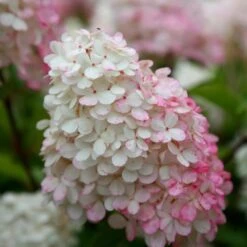 Hydrangea Paniculata Vanille Fraise ('Renhy') (PBR) -Herbalife Shop pl2000011165 card4 lg