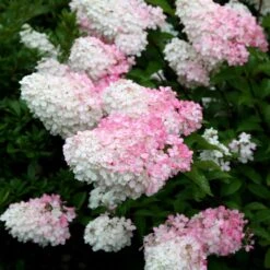 Hydrangea Paniculata Vanille Fraise ('Renhy') (PBR) -Herbalife Shop pl2000011165 card5 lg