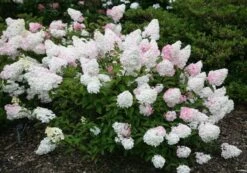 Hydrangea Paniculata Vanille Fraise ('Renhy') (PBR) -Herbalife Shop pl2000011165 card6 lg