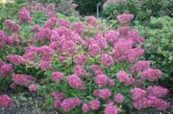 Hydrangea Paniculata Vanille Fraise ('Renhy') (PBR) -Herbalife Shop pl2000011165 card7 lg