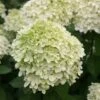 Hydrangea Paniculata 'Limelight' (PBR) -Herbalife Shop pl2000011169