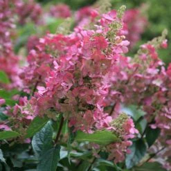 Hydrangea Paniculata Pinky-Winky ('Dvppinky') (PBR) 11 Hydrangea Paniculata Pinky-Winky ('Dvppinky') (PBR) -Herbalife Shop pl2000011174 card3 lg