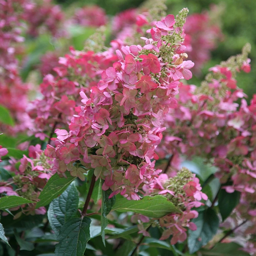 Hydrangea Paniculata Pinky-Winky ('Dvppinky') (PBR) 5 Hydrangea Paniculata Pinky-Winky ('Dvppinky') (PBR) - Image 3
