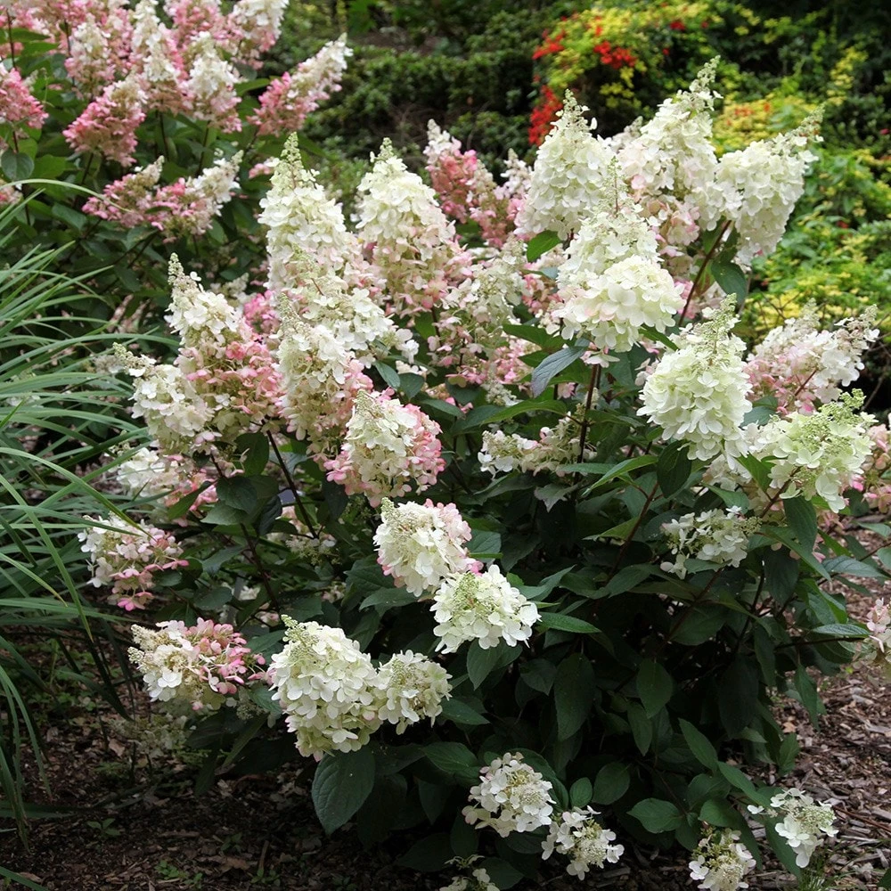 Hydrangea Paniculata Pinky-Winky ('Dvppinky') (PBR) 6 Hydrangea Paniculata Pinky-Winky ('Dvppinky') (PBR) - Image 4
