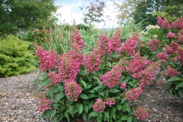 Hydrangea Paniculata Pinky-Winky ('Dvppinky') (PBR) 9 Hydrangea Paniculata Pinky-Winky ('Dvppinky') (PBR) - Image 7