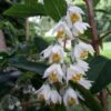 Deutzia Pulchra -Herbalife Shop pl2000011191