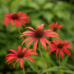 Echinacea 'Tomato Soup' (PBR) -Herbalife Shop pl2000011202 card2 lg