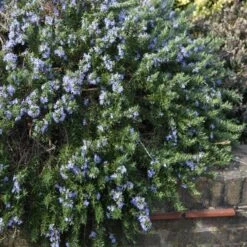 Rosmarinus Officinalis 'Prostratus Group'