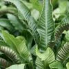 Asplenium Scolopendrium -Herbalife Shop pl2000011772